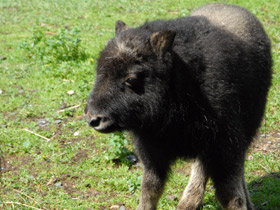 Смотреть фото Овцебык Фото Овцебык