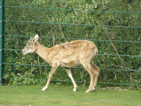 Смотреть фото Горный туркменский баран Фото Горный туркменский баран