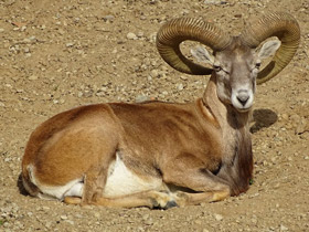 Смотреть фото Муфлоны Фото Муфлоны