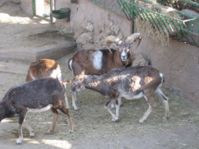 Смотреть фото Муфлон Фото Муфлон