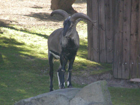 Смотреть фото Голубой баран Фото Голубой баран