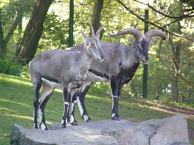 Смотреть фото Голубой баран Фото Голубой баран