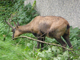 Смотреть фото Пиренейская серна Фото Пиренейская серна