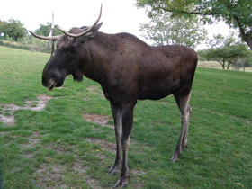 Смотреть фото Лось Фото Лось