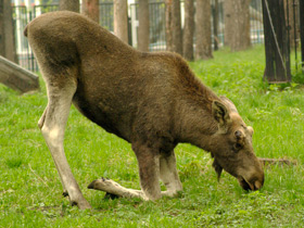 Смотреть фото Лось: этот странный сохатый Фото Лось: этот странный сохатый