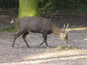 Смотреть фото Олень Куля Фото Олень Куля