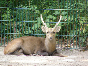 Фото Свиной олень