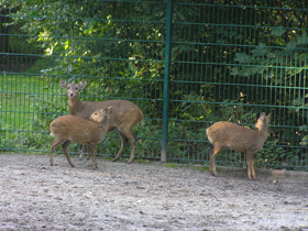 Фото Свиной олень