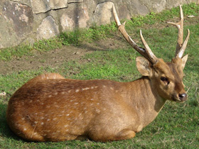 Фото Свиной олень