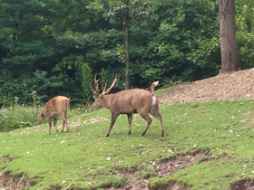 Фото Свиной олень