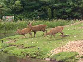 Фото Свиной олень