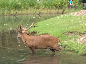 Фото Свиной олень