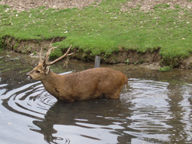 Фото Свиной олень