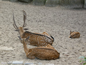 Смотреть фото Лань Фото Лань