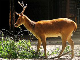 Смотреть фото Барасинга Фото Барасинга