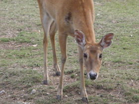Смотреть фото Олень-лира Фото Олень-лира