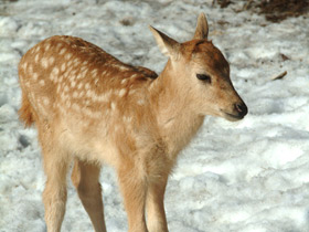 Пятнистый олень