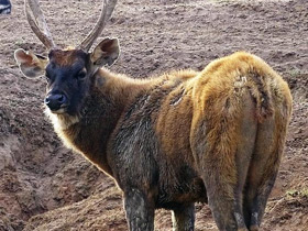 Смотреть фото Индийский замбар Фото Индийский замбар