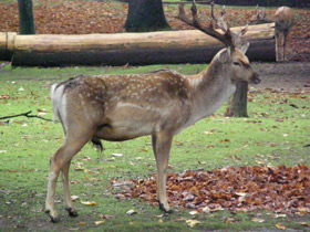 Смотреть фото Иранская лань Фото Иранская лань