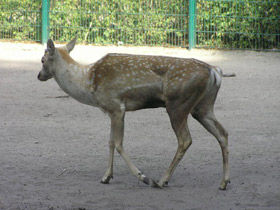 Смотреть фото Иранская лань Фото Иранская лань