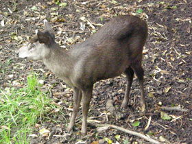Фото Хохлатый олень