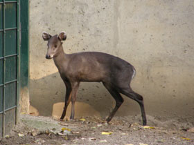Фото Хохлатый олень