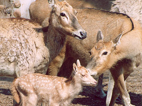 Смотреть фото Олень Давида Фото Олень Давида