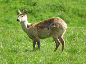 Смотреть фото Водяной олень Фото Водяной олень