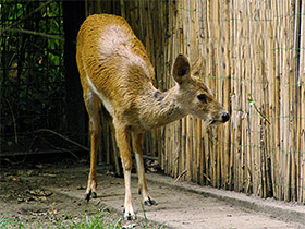 Смотреть фото Водяной олень Фото Водяной олень