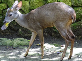 Фото Бурый мазама