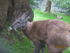 Фото Кабарга и «отстой»