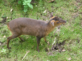 Фото Китайский мунтжак