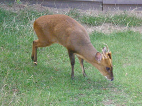 Фото Китайский мунтжак