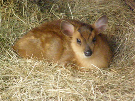 Фото Китайский мунтжак