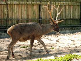 Смотреть фото Беломордый олень Фото Беломордый олень