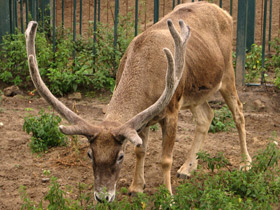 Смотреть фото Беломордый олень Фото Беломордый олень