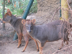 Смотреть фото Пуду Фото Пуду