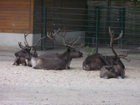 Смотреть фото Северный олень Фото Северный олень