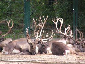 Фото Животные - символы