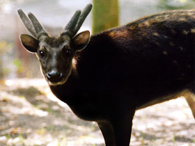 Смотреть фото Филиппинский пятнистый олень: зверь с именем принца Фото Филиппинский пятнистый олень: зверь с именем принца