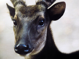 Смотреть фото Филиппинский пятнистый олень: зверь с именем принца Фото Филиппинский пятнистый олень: зверь с именем принца