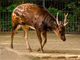 Смотреть фото Филиппинский пятнистый олень: зверь с именем принца Фото Филиппинский пятнистый олень: зверь с именем принца