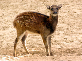 Смотреть фото Филиппинский пятнистый олень: зверь с именем принца Фото Филиппинский пятнистый олень: зверь с именем принца