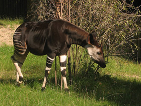 Смотреть фото Окапи: второй век с заирским отшельником Фото Окапи: второй век с заирским отшельником