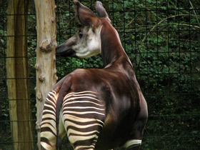 Смотреть фото Окапи: второй век с заирским отшельником Фото Окапи: второй век с заирским отшельником