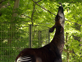 Смотреть фото Окапи: второй век с заирским отшельником Фото Окапи: второй век с заирским отшельником