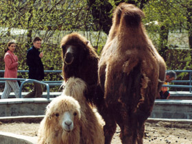 Фото Самые прожорливые животные