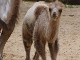 Фото 10 интересных фактов о верблюдах