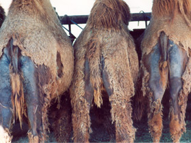 Смотреть фото Двугорбый верблюд Фото Двугорбый верблюд