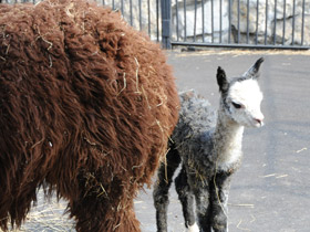 Фото Альпака